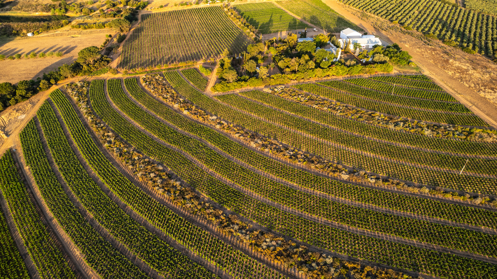 mullineux-leeu-vineyards.jpg